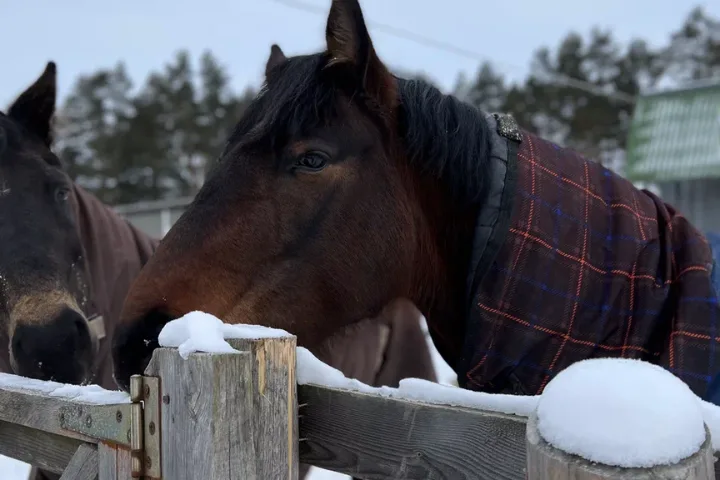 Индивидуальная прогулка верхом в сопровождении инструктора в Green Ranch