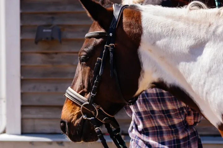 Семейная прогулка на лошадях в Green Ranch: специальное предложение сентября