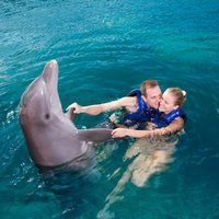 Романтический дайвинг с дельфинами для двоих Романтический дайвинг с дельфинами для двоих