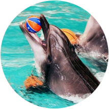 Представление в дельфинарии «НЕМО»