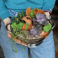Мастер-класс по изготовлению композиции из суккулентов Мастер-класс по изготовлению композиции из суккулентов