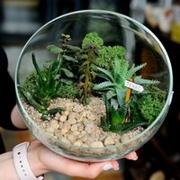Мастер-класс по изготовлению композиции из суккулентов Мастер-класс по изготовлению композиции из суккулентов