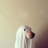 Загадочный квест «Фотолаборатория призрака» Загадочный квест «Фотолаборатория призрака»